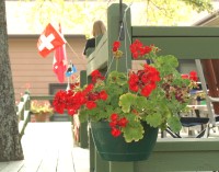 Geraniums